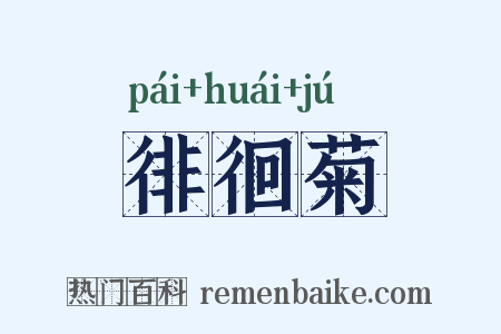 徘徊菊是什么意思的图片